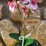 Gondozásmentes rózsaszín orchidea