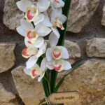 Gondozásmentes fehér orchidea
