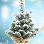 Havas fenyő juta zsákban (45 cm)