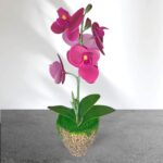 Cserepes gumi orchidea 27 cm bordó