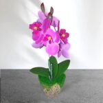Cserepes gumi orchidea 27 cm pink